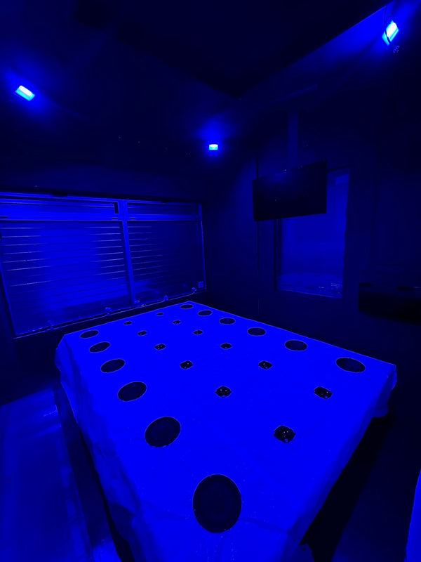 THE LAST DINNER twister(sound om)🕉️